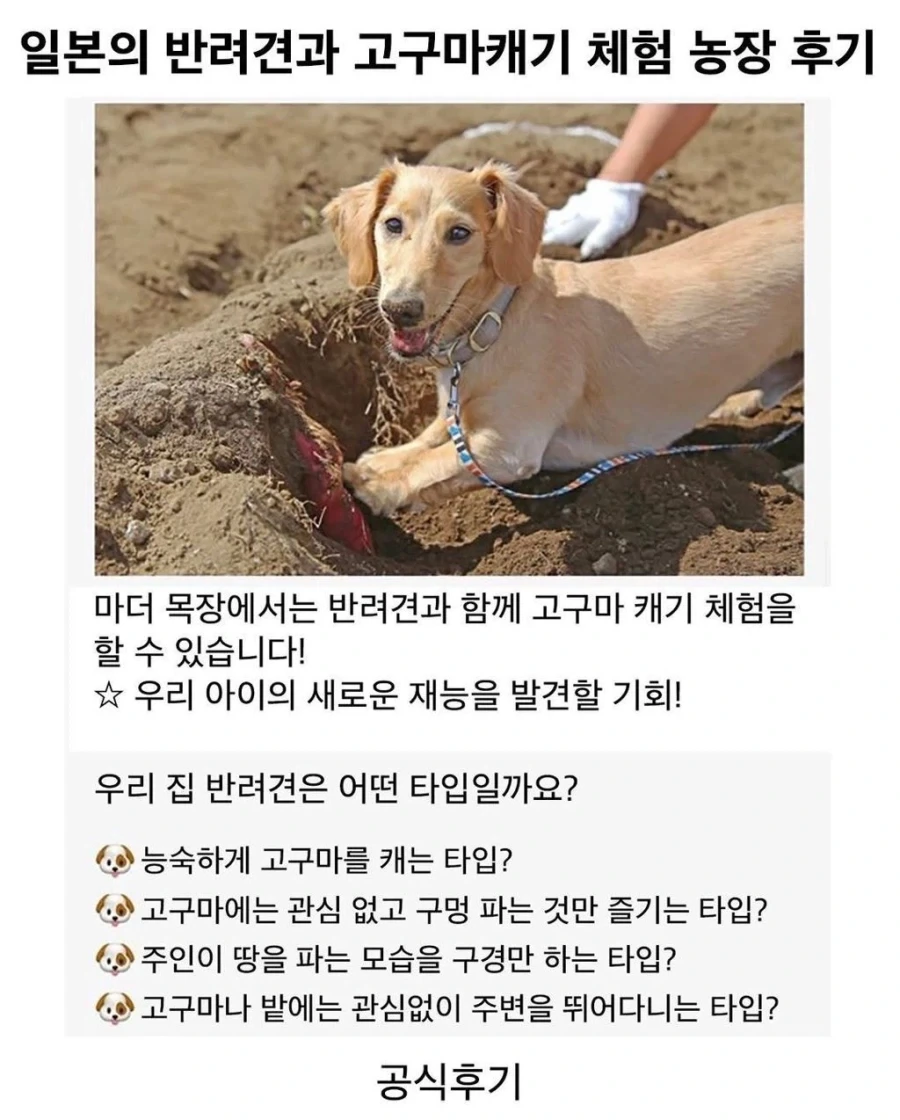 강아지하고 고구마캐기 체험 후기