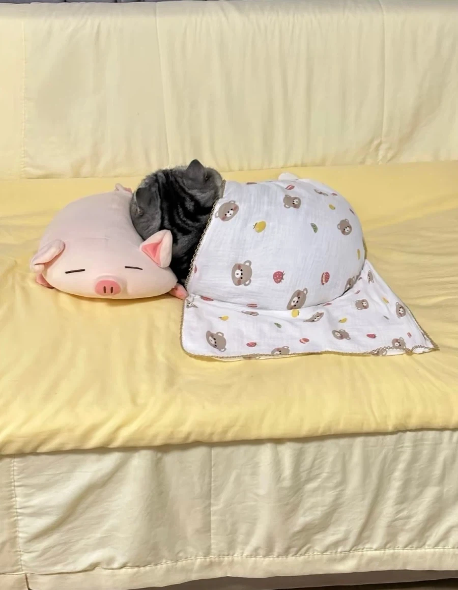 2.5등신? 고양이...