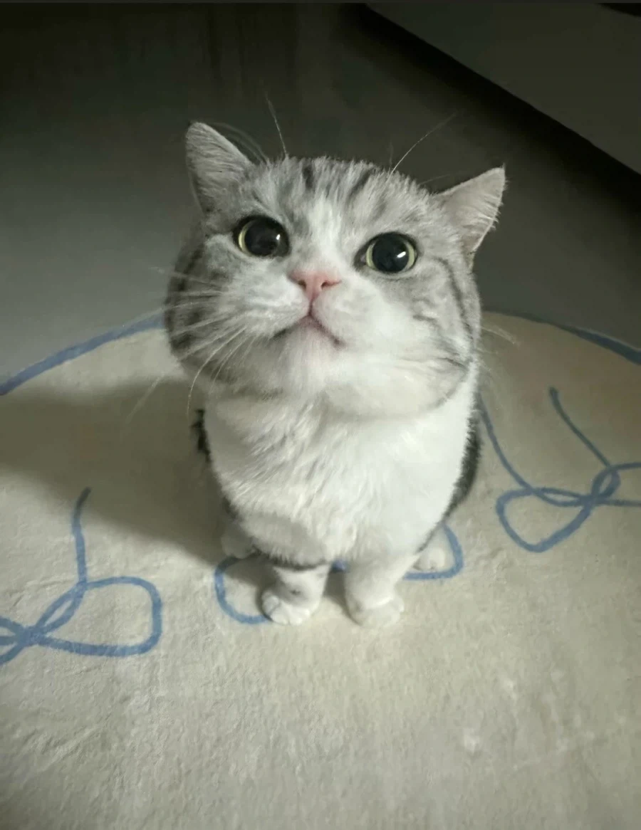 2.5등신? 고양이... - 이미지 3