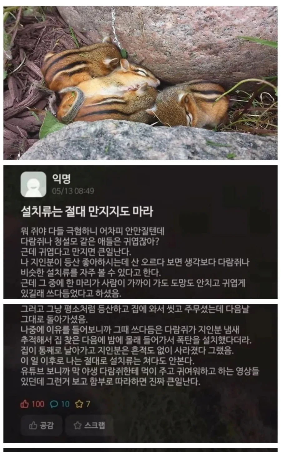 설치류 동물을 건드리면 안되는 이유