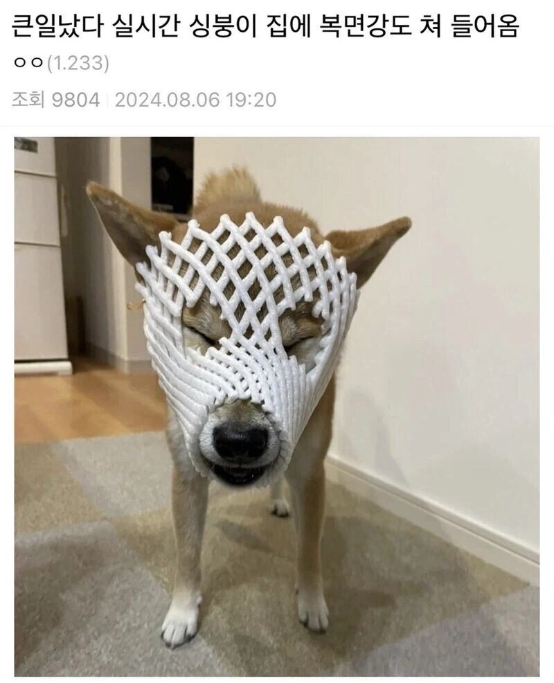 집에 복면 강도 쳐들어 옴.jpg