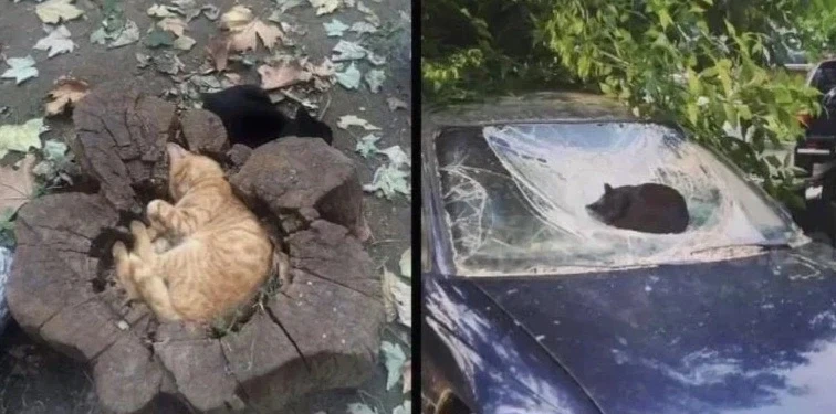 고양이는 무지 무겁고 위험하다