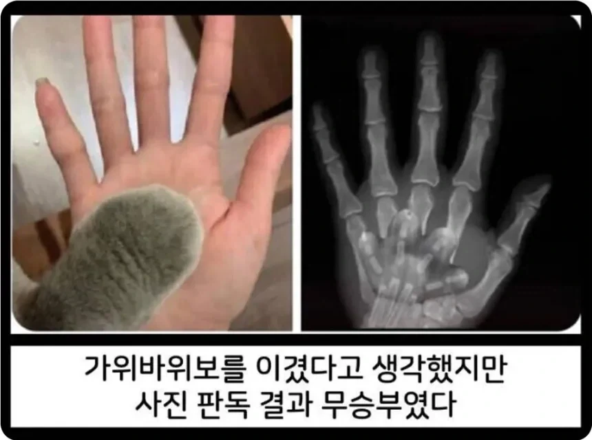 고양이: 이 승부 결과… 사진판독을 요청합니다.jpg