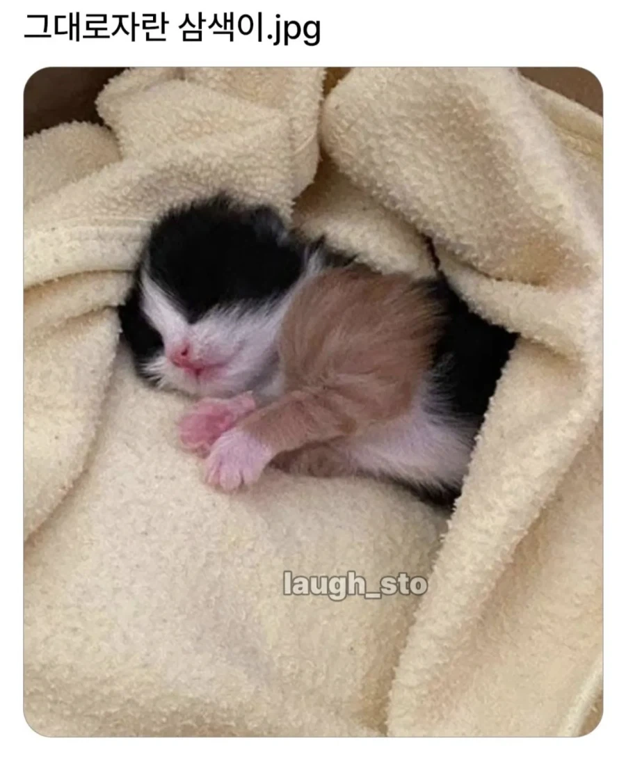 그대로 자란 삼색이.jpg