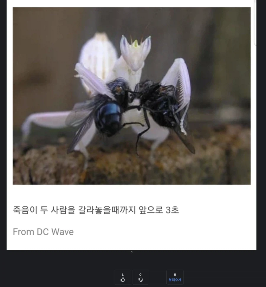작성자가 의도하지 않았지만 자연스러운 연출