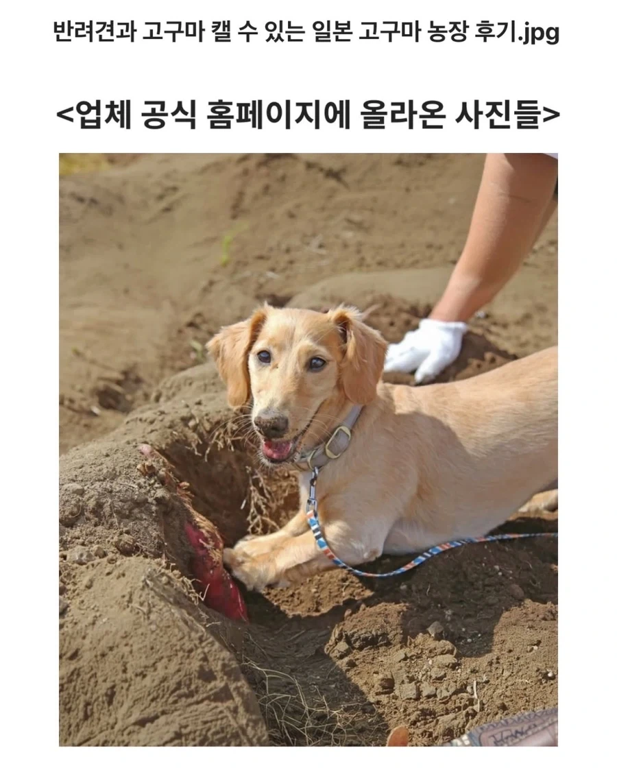 반려견과 고구마를 캘 수 있는 농장