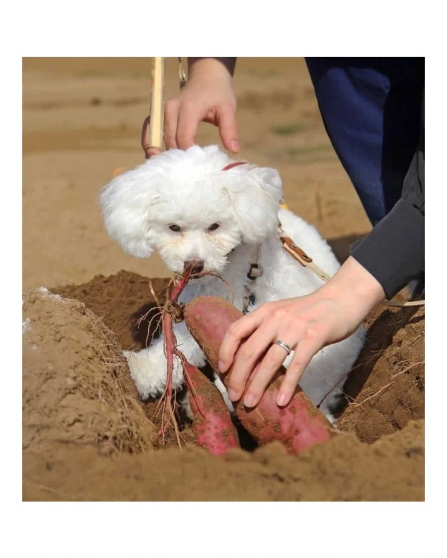 반려견과 고구마를 캘 수 있는 농장 - 이미지 3