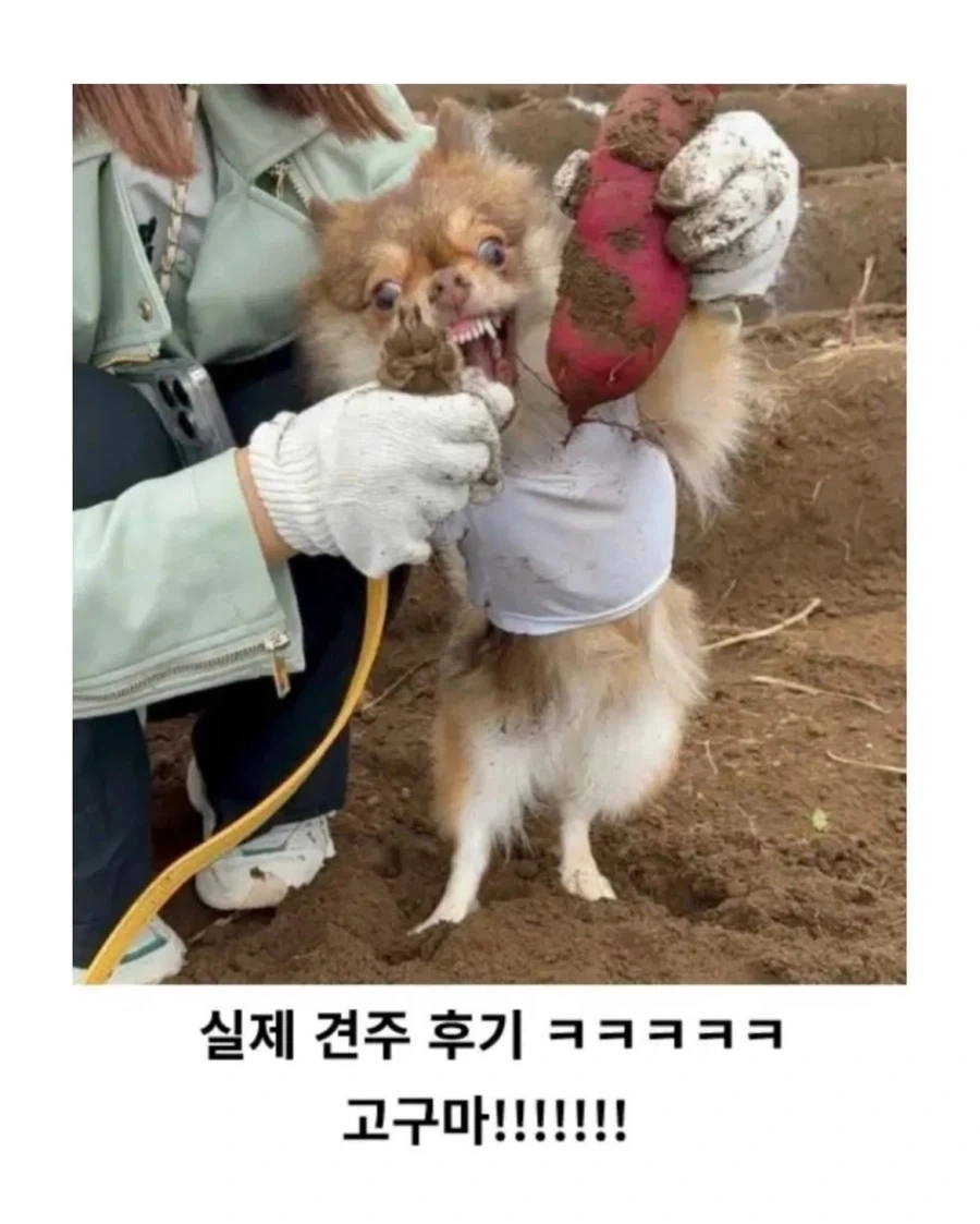 반려견과 고구마를 캘 수 있는 농장 - 이미지 4