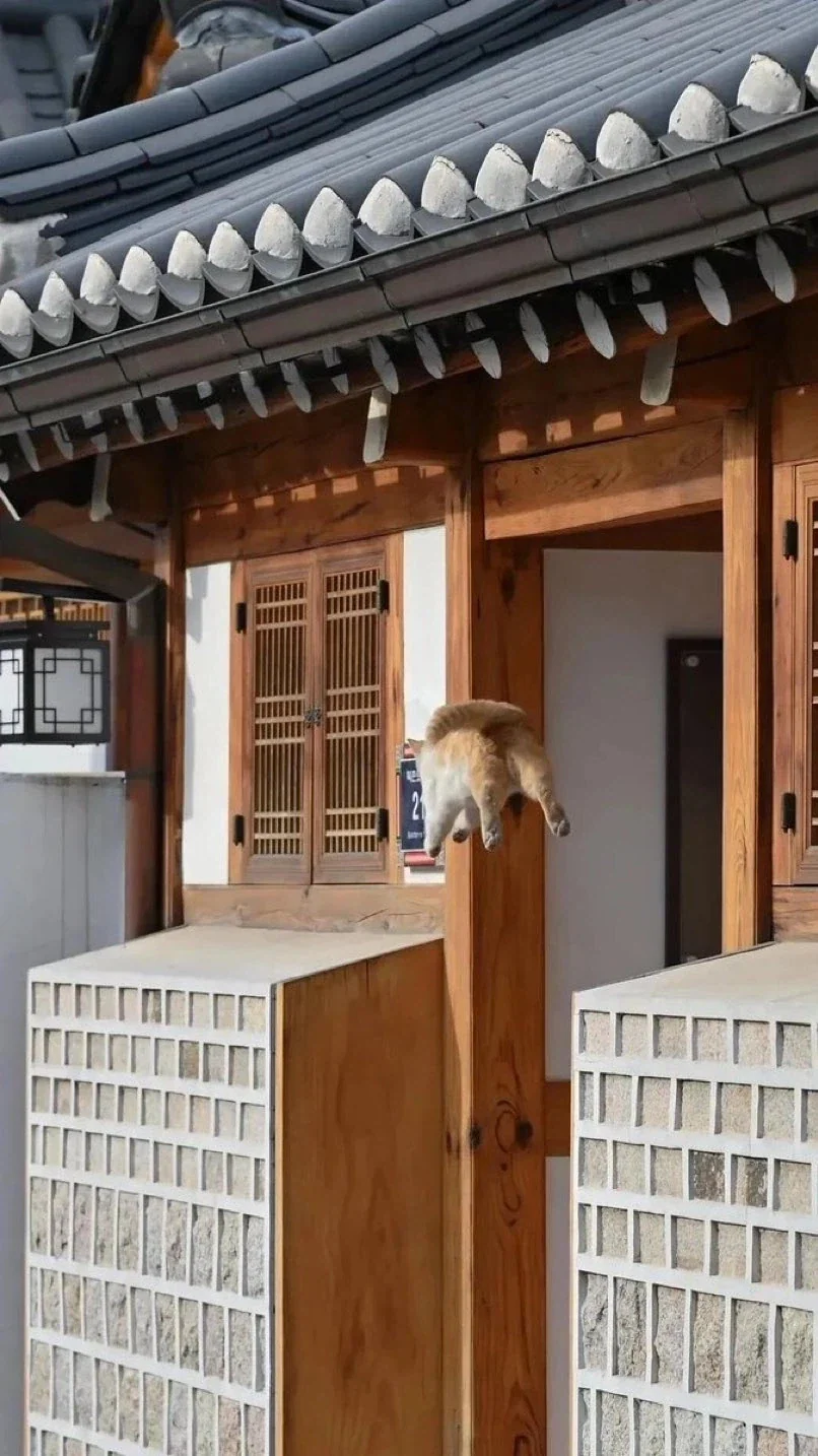 해외 관광객이 우리나라 와 찍은 역사적 순간