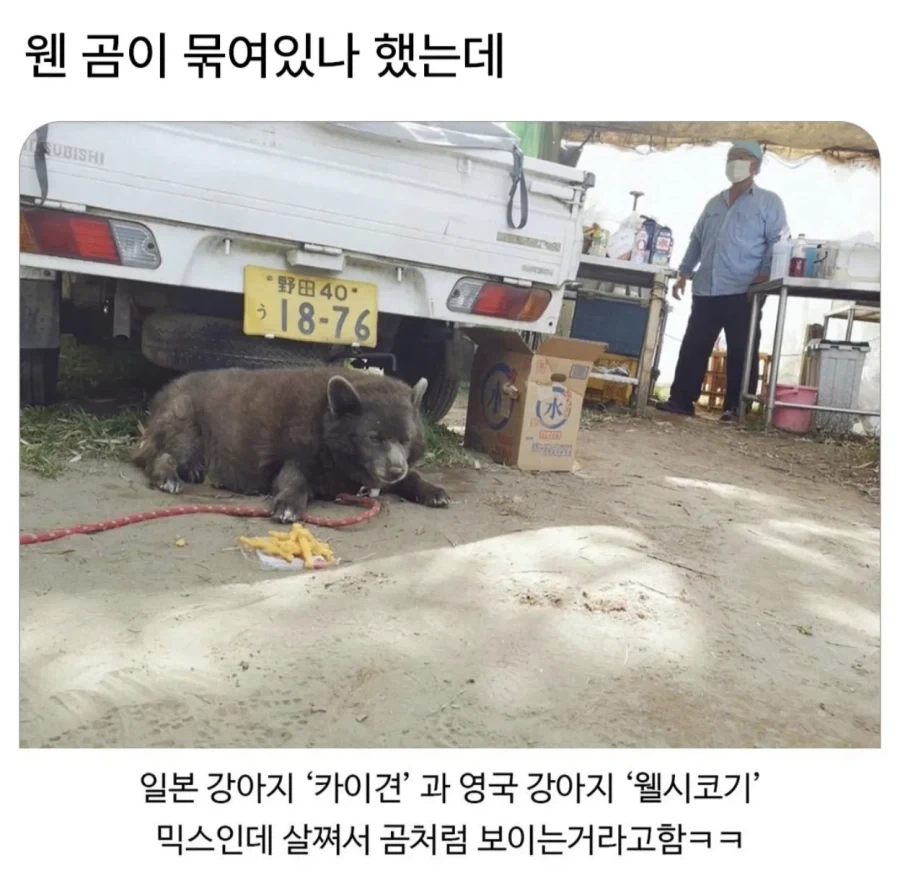 웬 곰이 묶여있나 했는데..