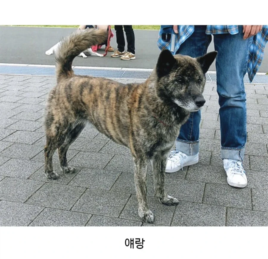 웬 곰이 묶여있나 했는데.. - 이미지 2