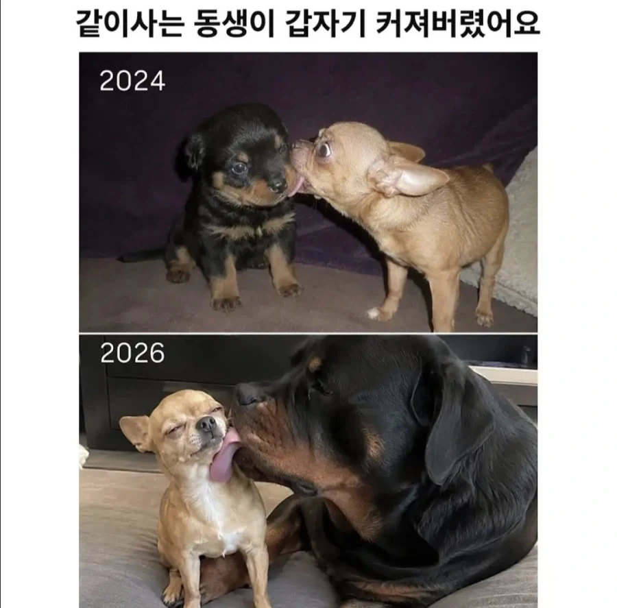 너무 커져버린 동생.jpg