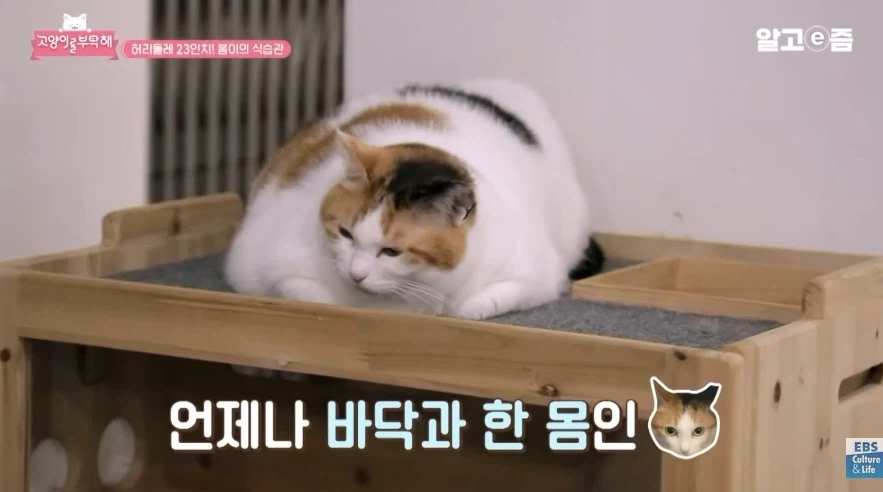 허리둘레 23인치에서 나오는 폭력적인 바디라인 - 이미지 6