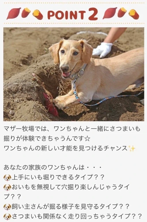 일본의 애완견과 고구마캐는 농장 후기.jpg