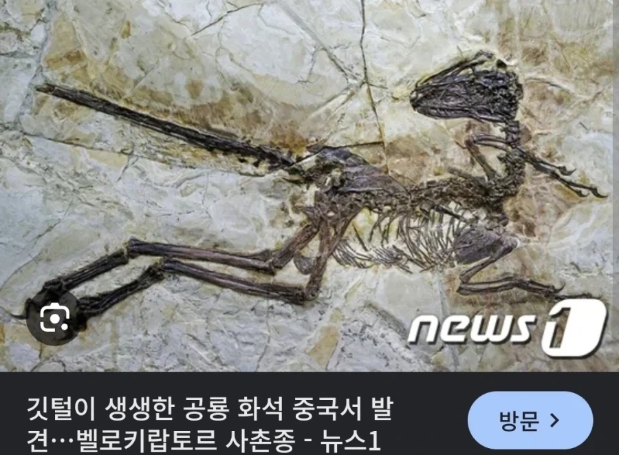 벨로시랩터 최신 복원도.jpg - 이미지 2
