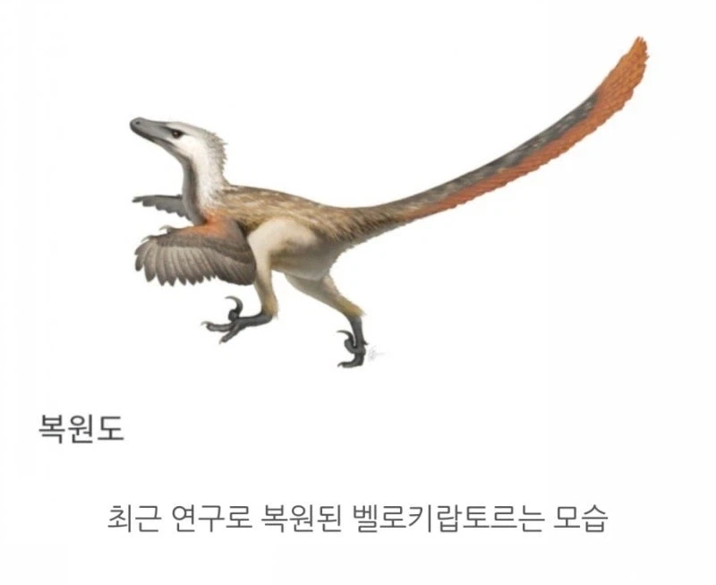 벨로시랩터 최신 복원도.jpg - 이미지 4