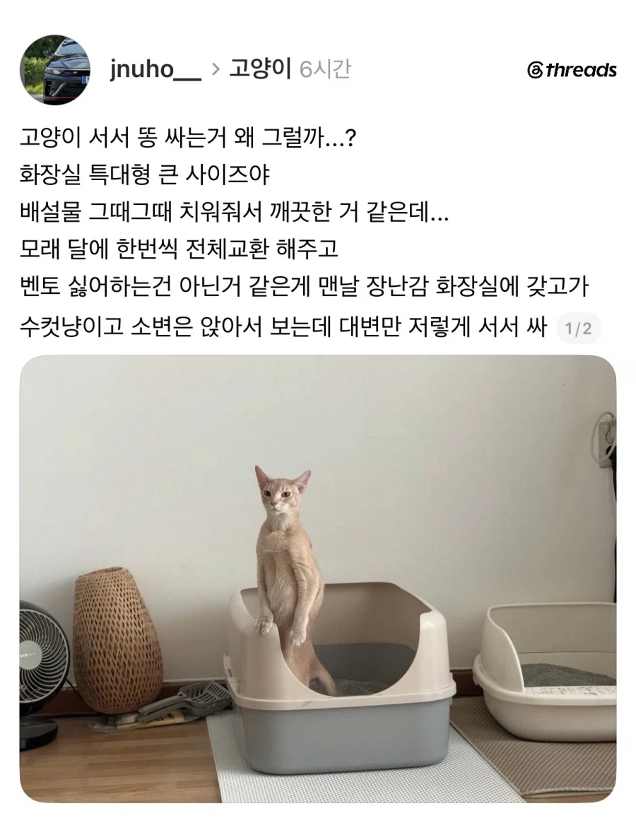 서서 똥싸는 고양이.jpg