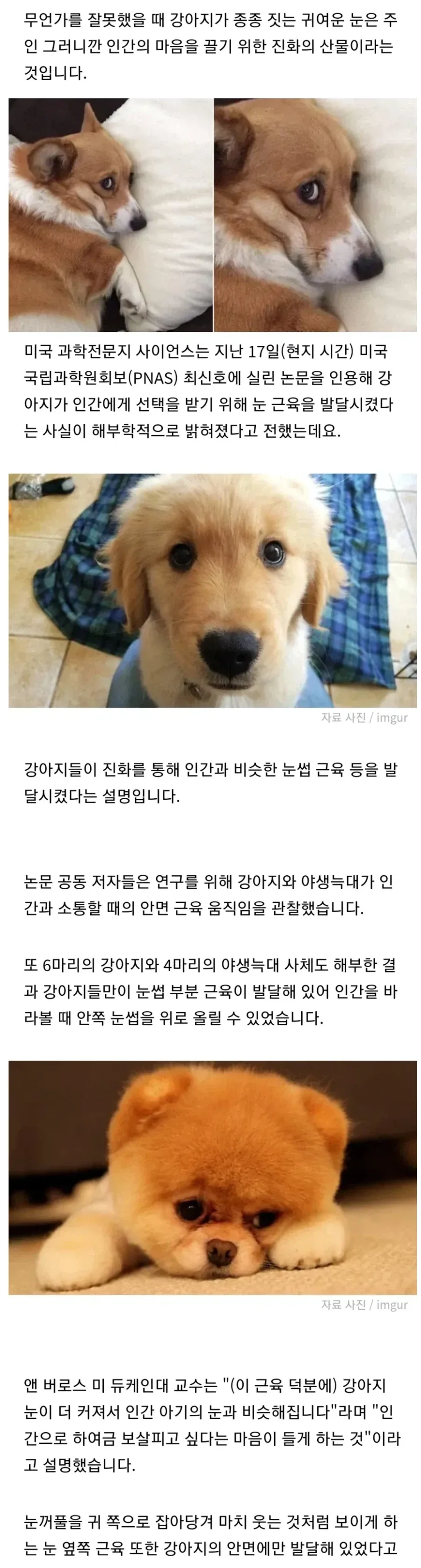 강아지와 표정