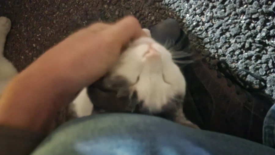 술 먹다 길고양이 만남