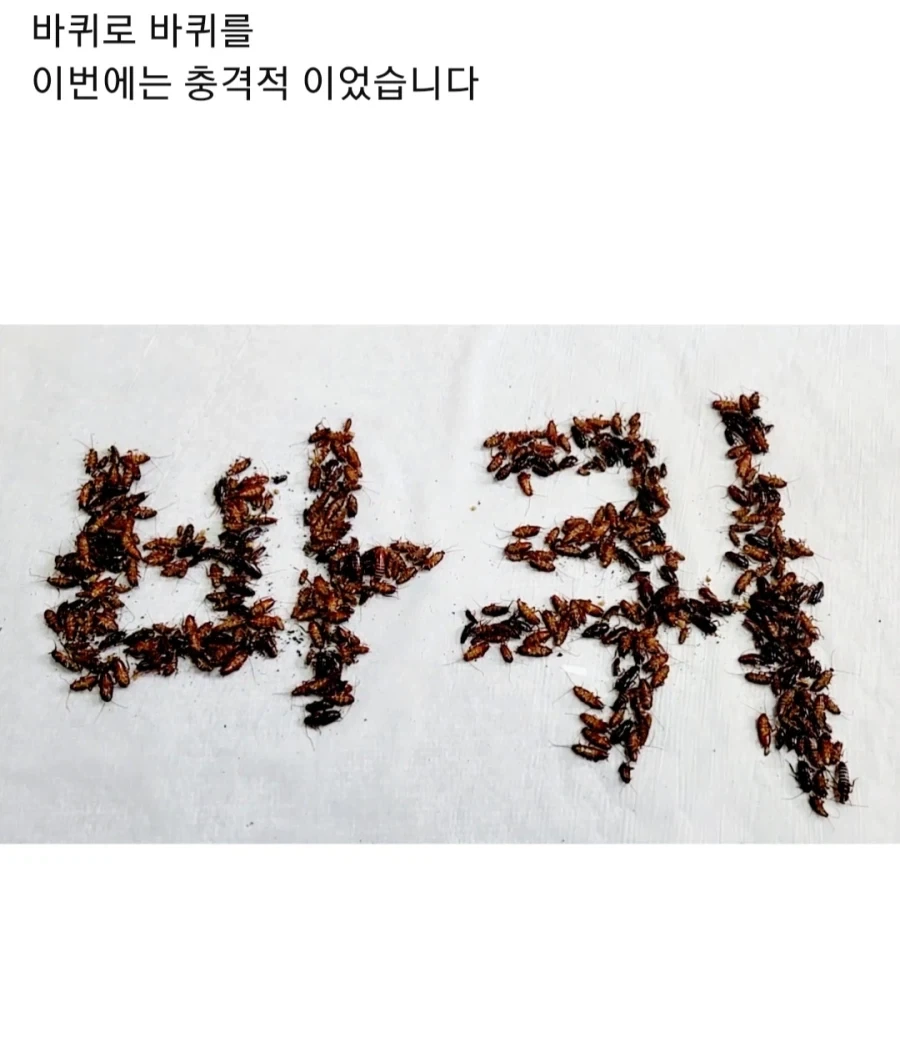 혐) "집에서 벌레가 글씨를 만들 정도로 나오면 그 집은 포기하라" - 이미지 2