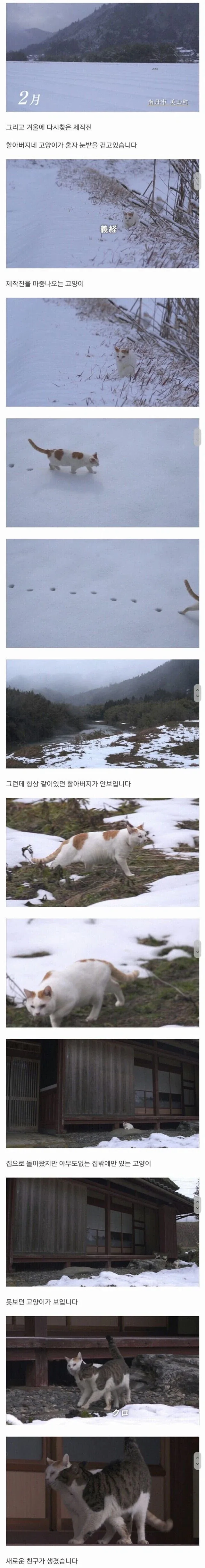 할아버지와 고양이 - 이미지 2