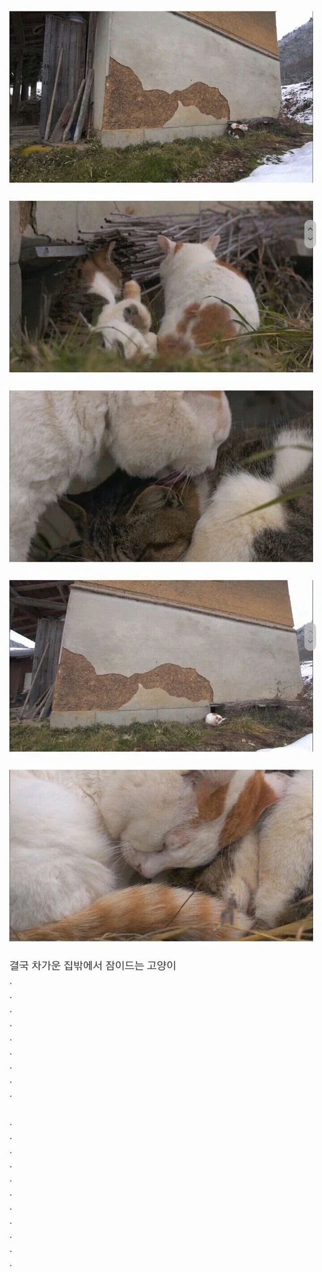 할아버지와 고양이 - 이미지 3