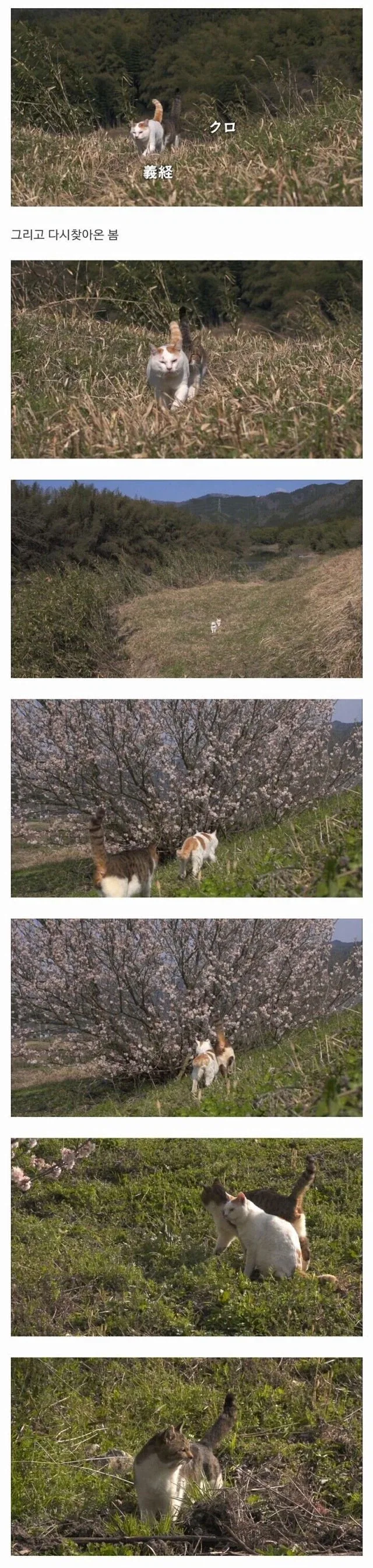 할아버지와 고양이 - 이미지 5