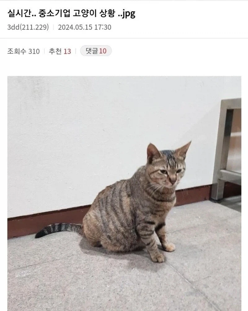 직원 근태관리하는 관리직 고양이.jpg