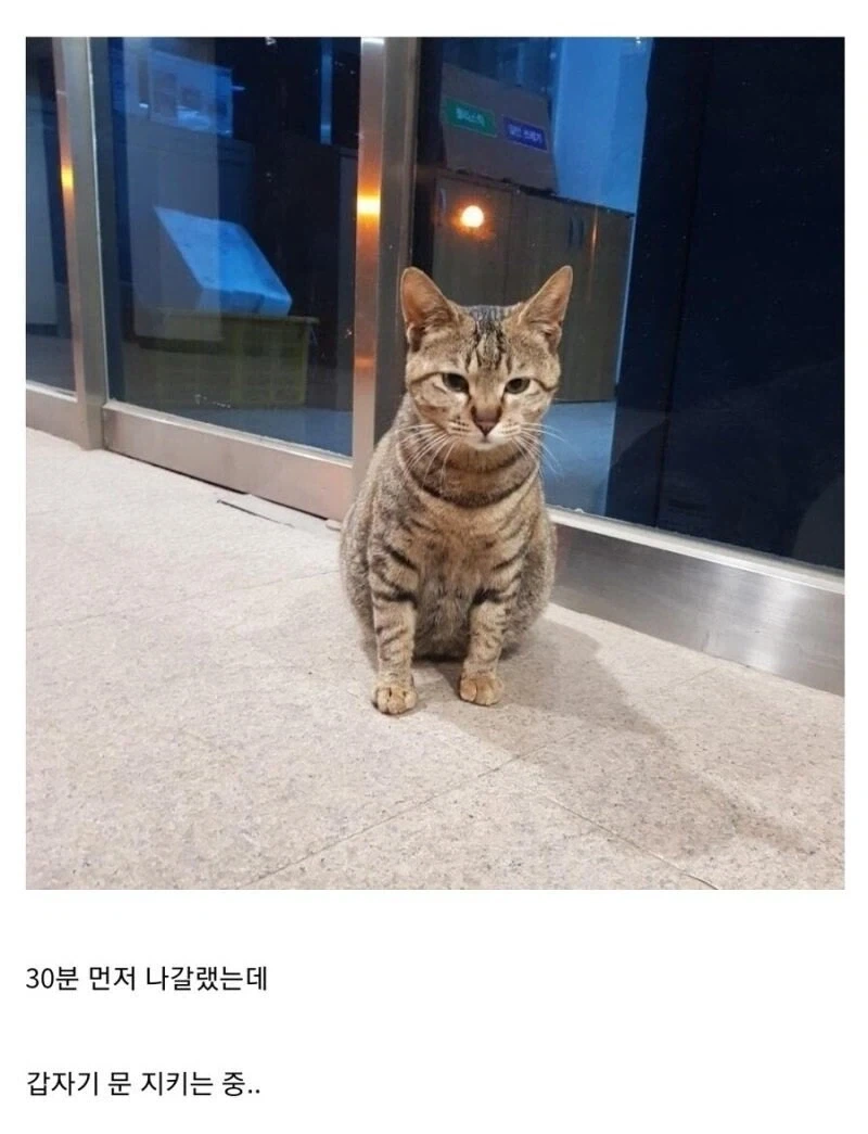 직원 근태관리하는 관리직 고양이.jpg - 이미지 2