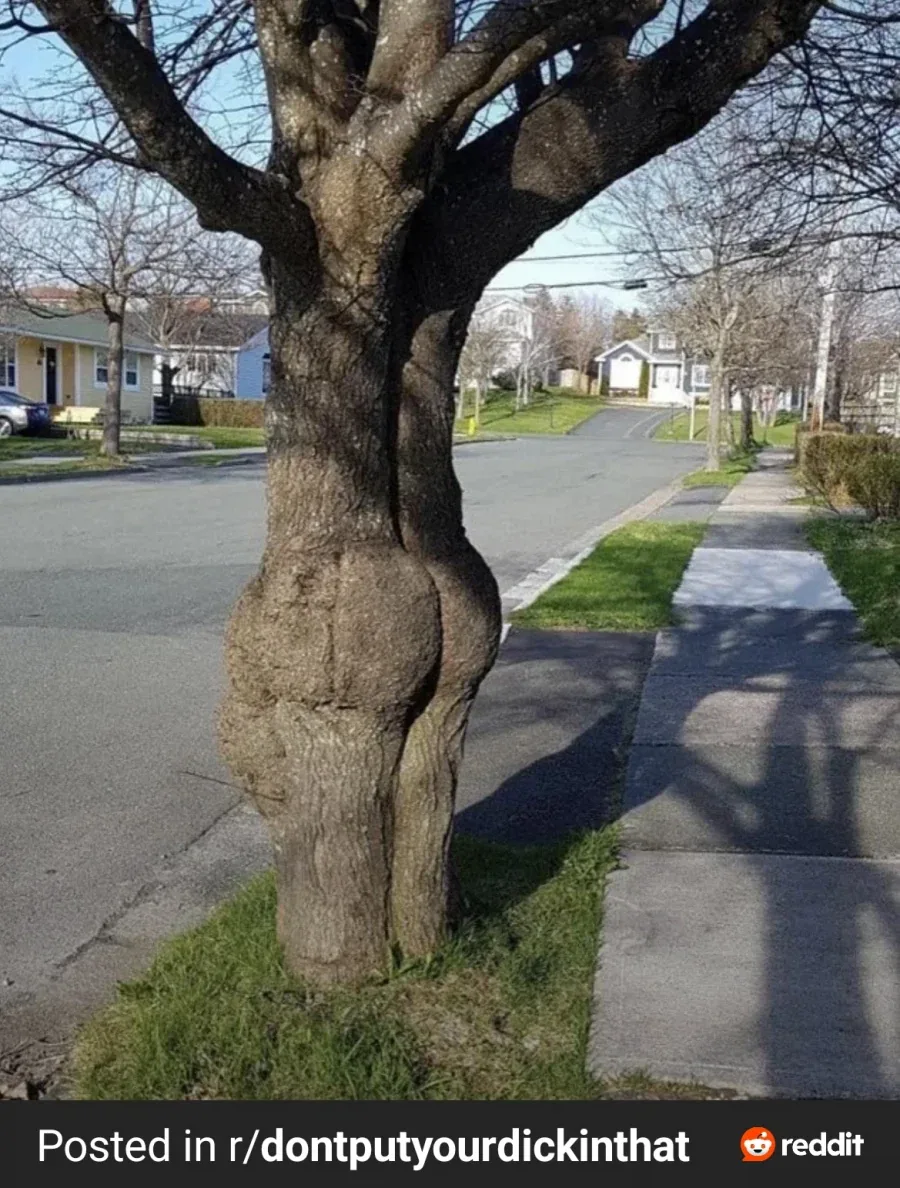 레딧에서 발견한 평범한 가로수.ass