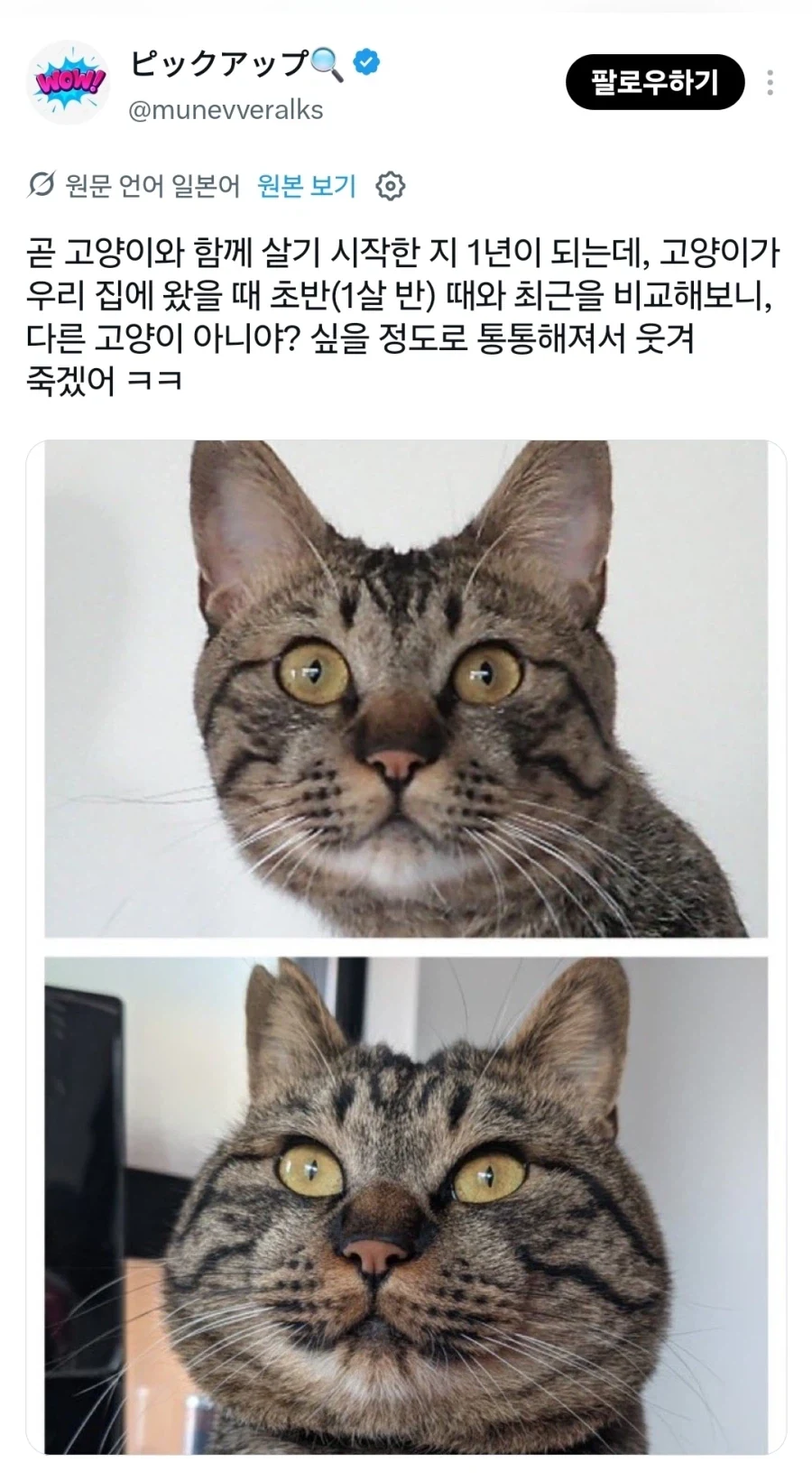 집고양이 1년 변화.jpg