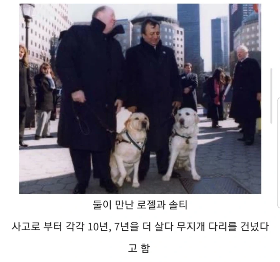 911 테러 당시 건물 안에 있었던 두마리의 시각 장애인 안내견.jpg - 이미지 10