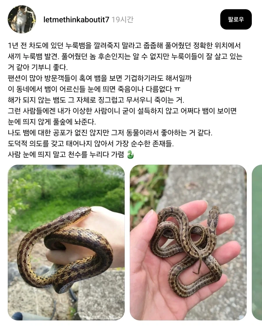 차도에 있던 누룩뱀을 구조했더니 1년 뒤 생긴 일