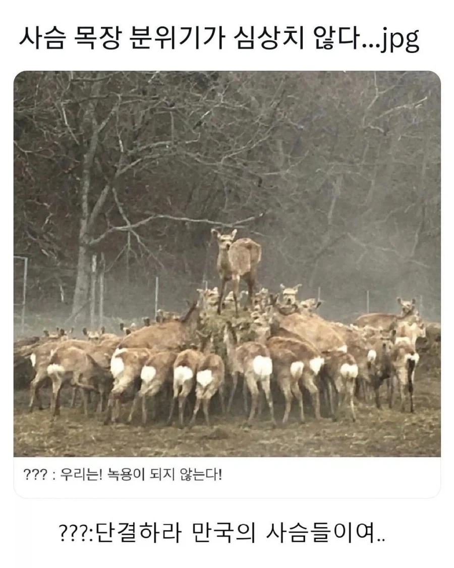 심상치 않은 사슴 목장의 분위기 jpg.