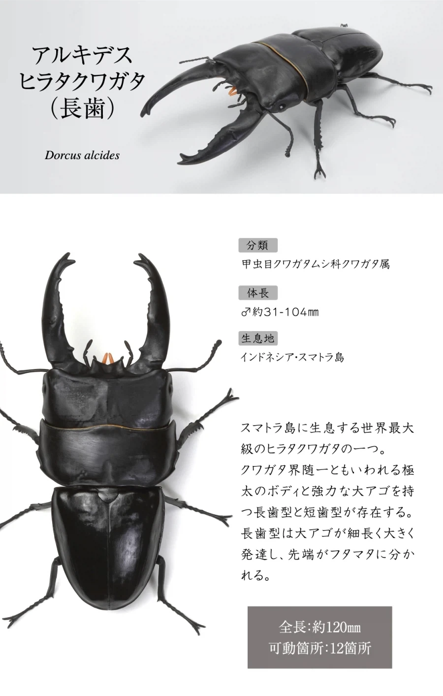 [반다이가샤폰] 생물대도감 쿠와가타(사슴벌레) 13 - 이미지 5