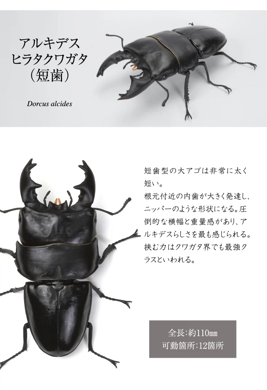 [반다이가샤폰] 생물대도감 쿠와가타(사슴벌레) 13 - 이미지 7