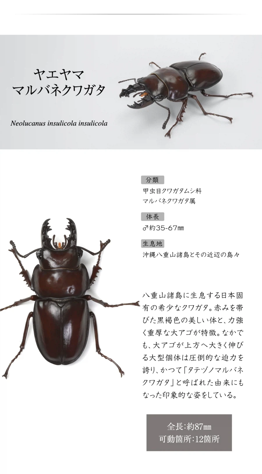 [반다이가샤폰] 생물대도감 쿠와가타(사슴벌레) 13 - 이미지 9