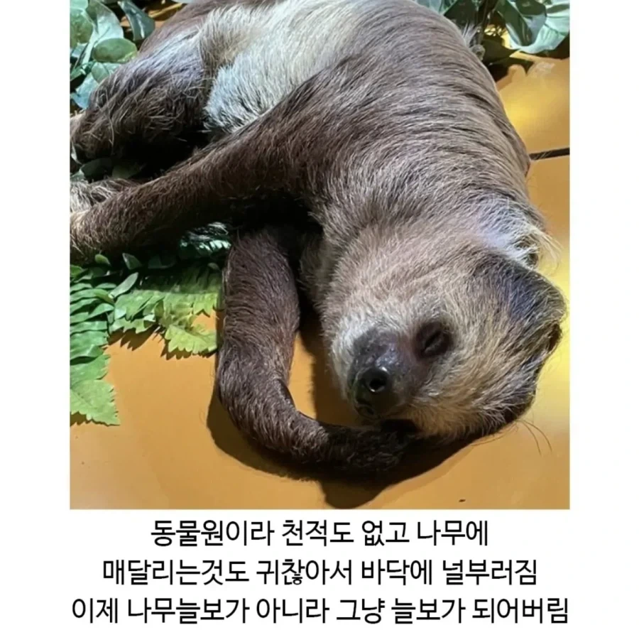 드디어 진화한 나무늘보 - 이미지 2