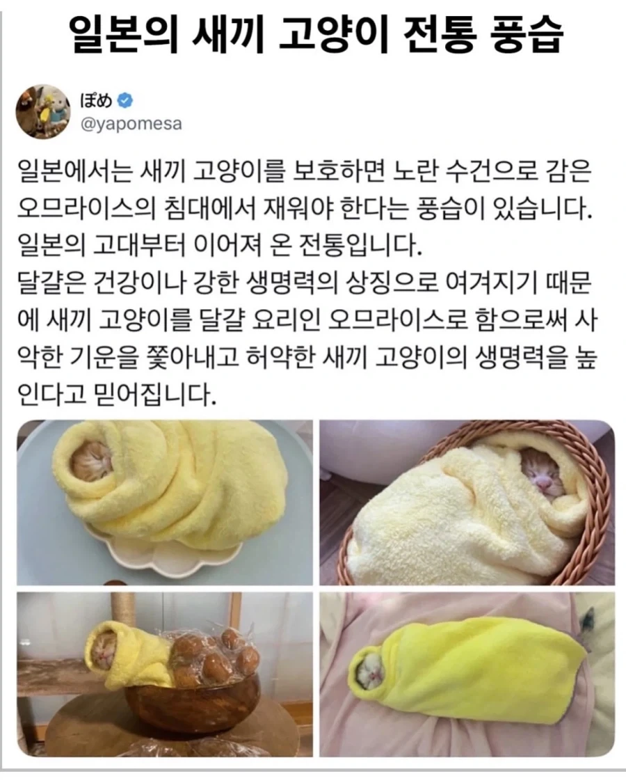일본의 고앵이 전통 풍습
