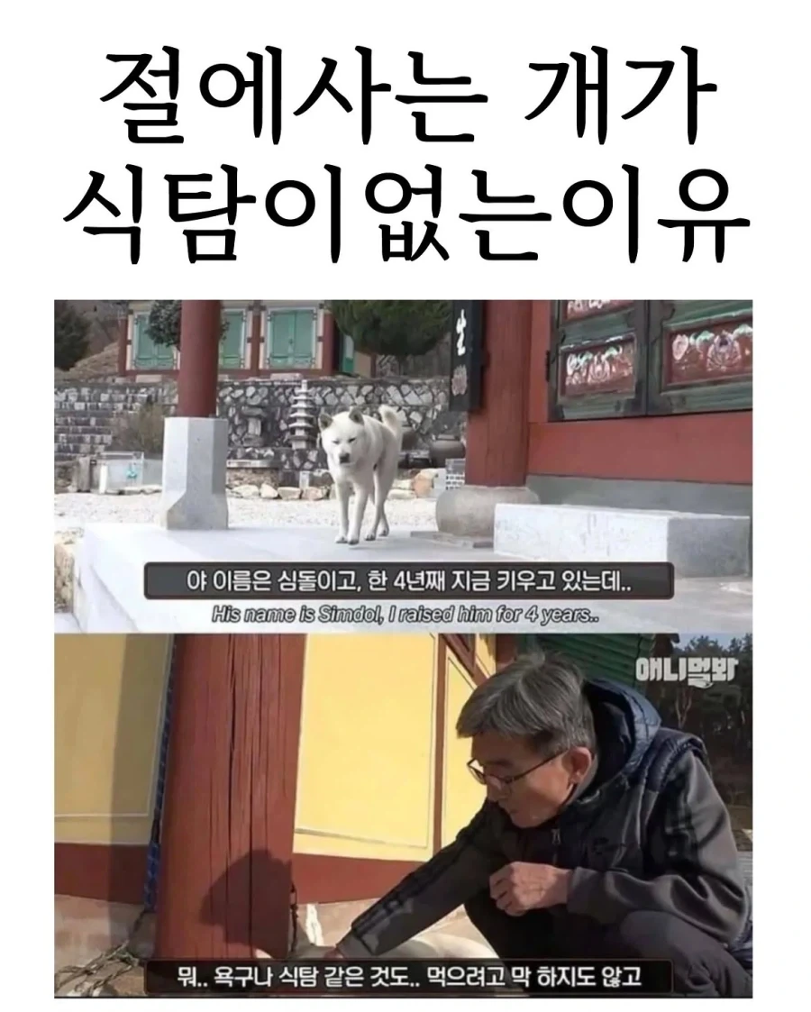 절에사는 식탐 없는 멍뭉이