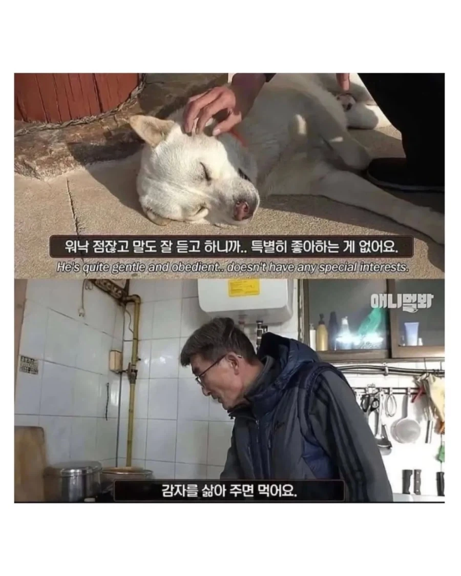 절에사는 식탐 없는 멍뭉이 - 이미지 2