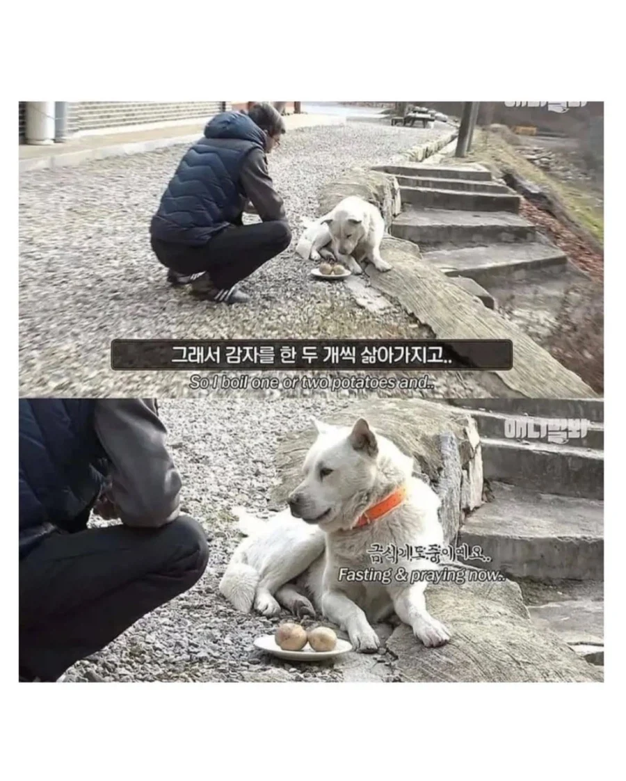 절에사는 식탐 없는 멍뭉이 - 이미지 3