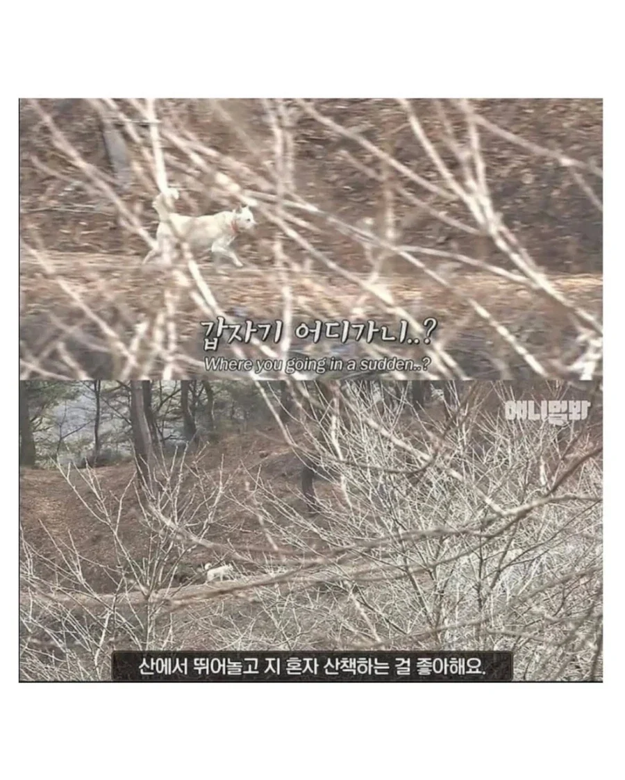 절에사는 식탐 없는 멍뭉이 - 이미지 4
