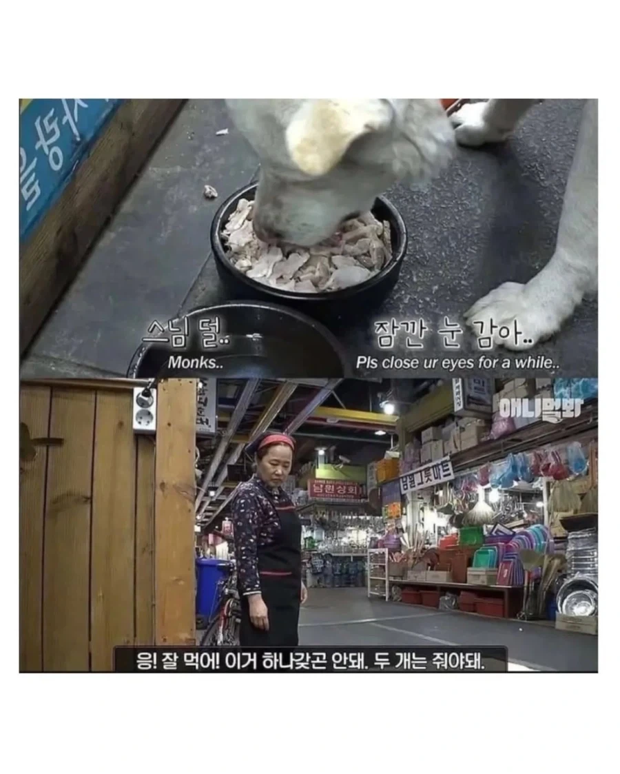 절에사는 식탐 없는 멍뭉이 - 이미지 5