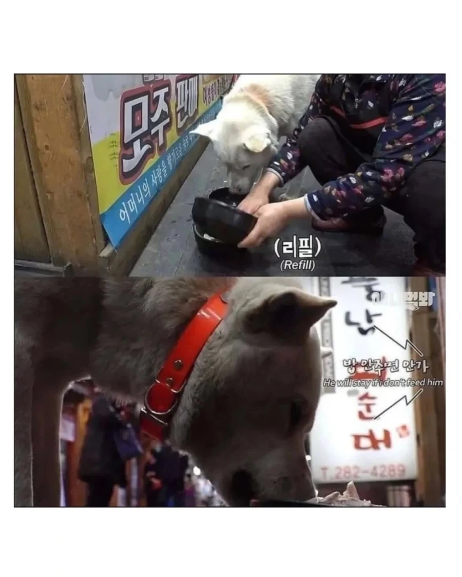 절에사는 식탐 없는 멍뭉이 - 이미지 6