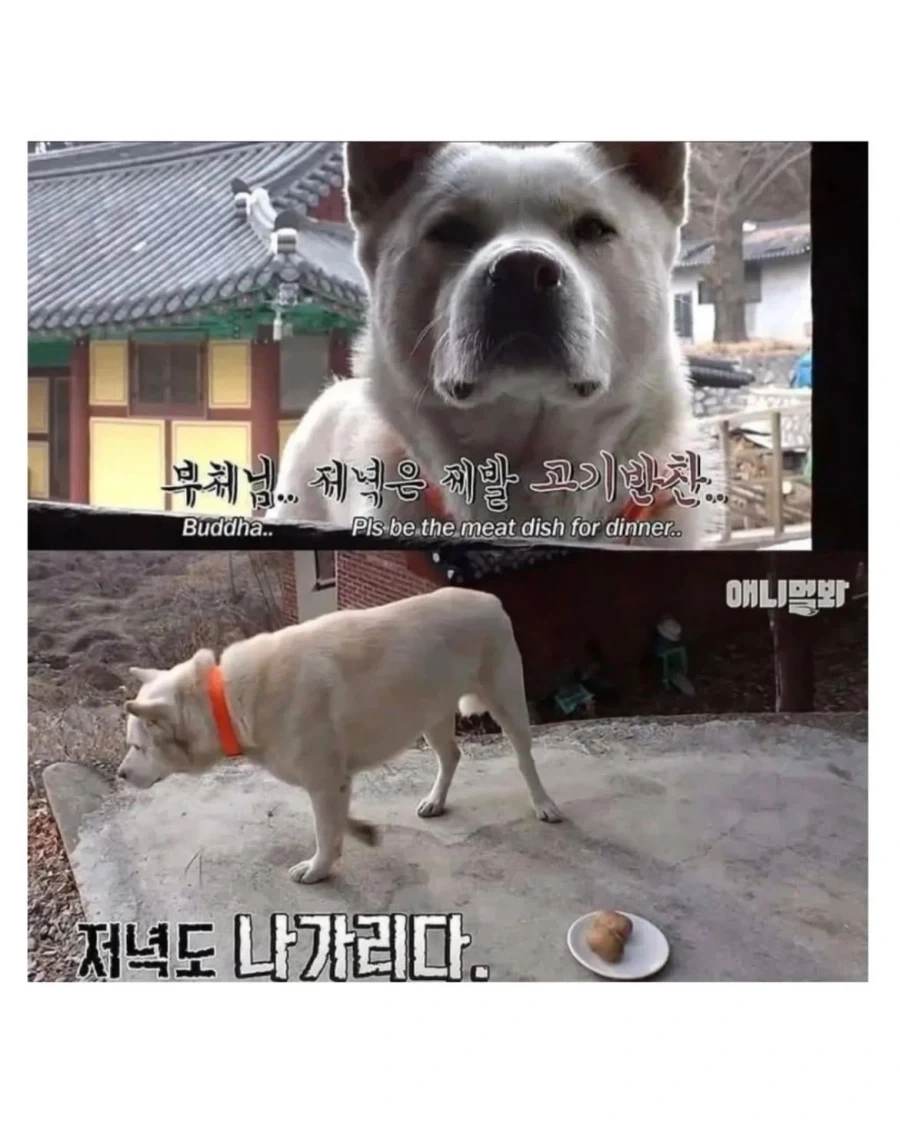 절에사는 식탐 없는 멍뭉이 - 이미지 8