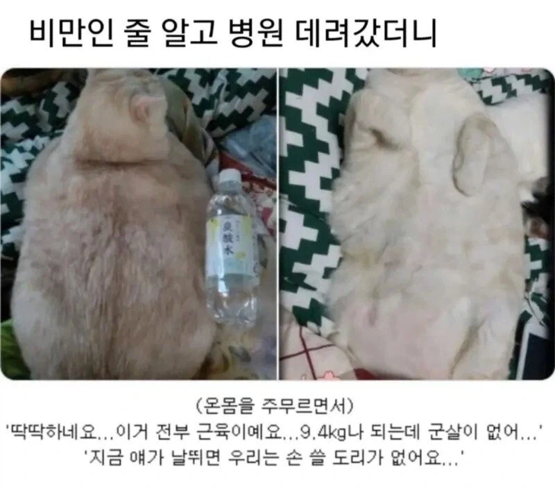 기르는 고양이가 비만인 것 같아서 병원에 데려가 봤더니.jpg