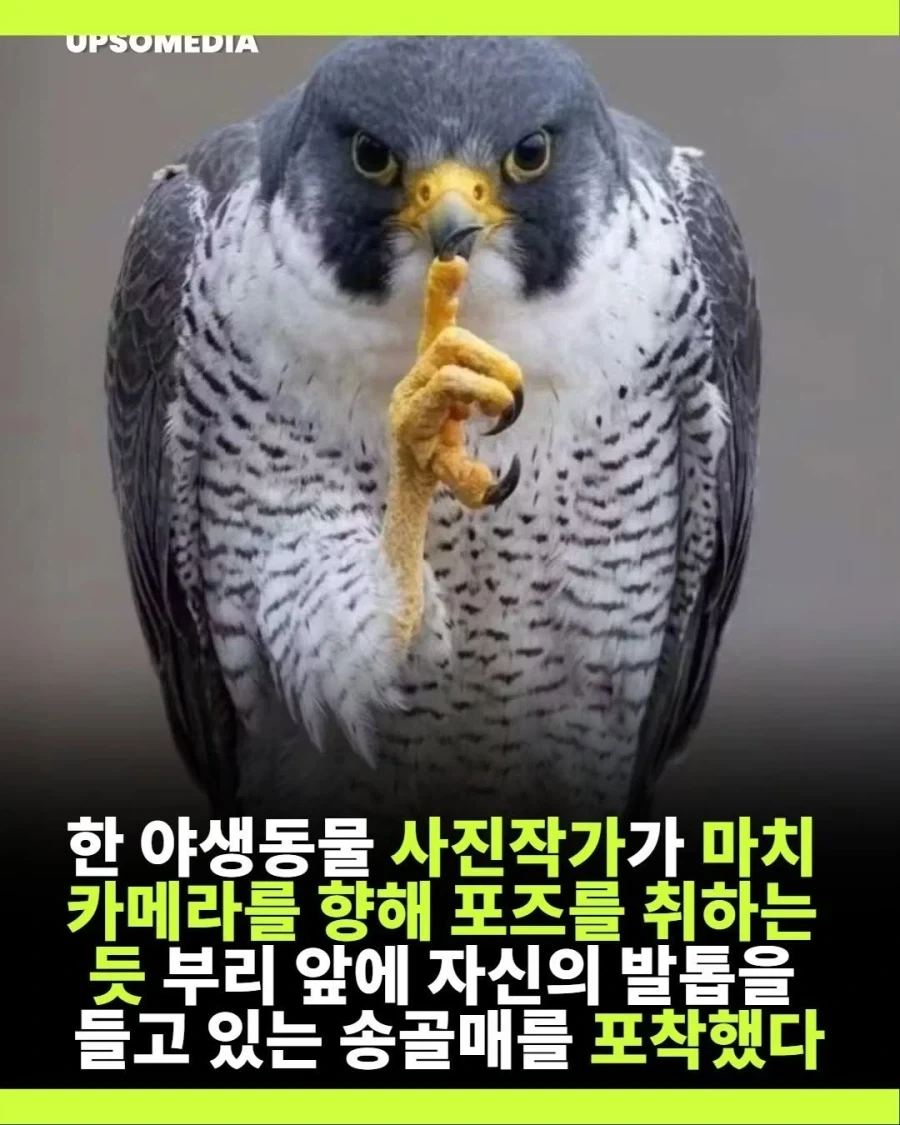 쉿하는 송골매 사진.