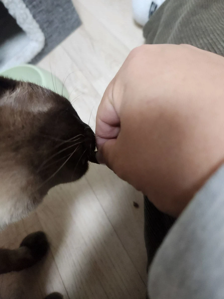 고양이에게 한우를 구워주면... - 이미지 5