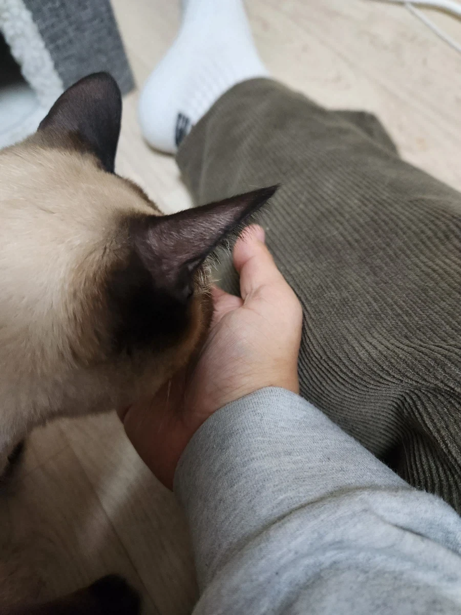 고양이에게 한우를 구워주면... - 이미지 7